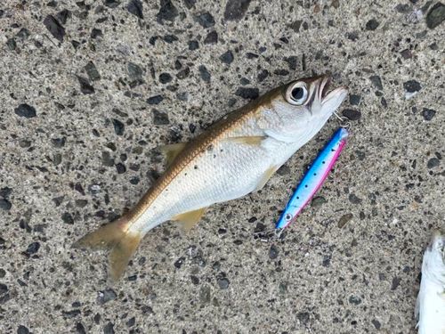 ムツの釣果