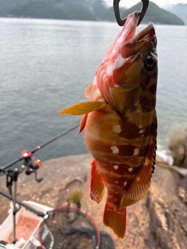 アカハタの釣果