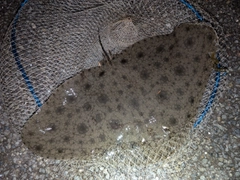 ツバクロエイの釣果