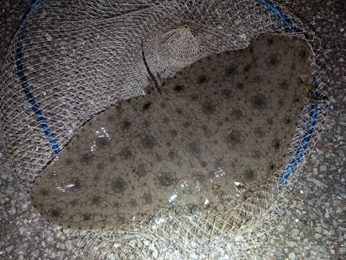 ツバクロエイの釣果