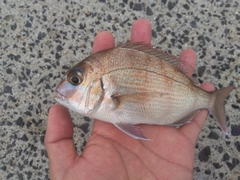 チャリコの釣果