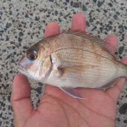 チャリコ