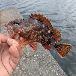 カサゴ