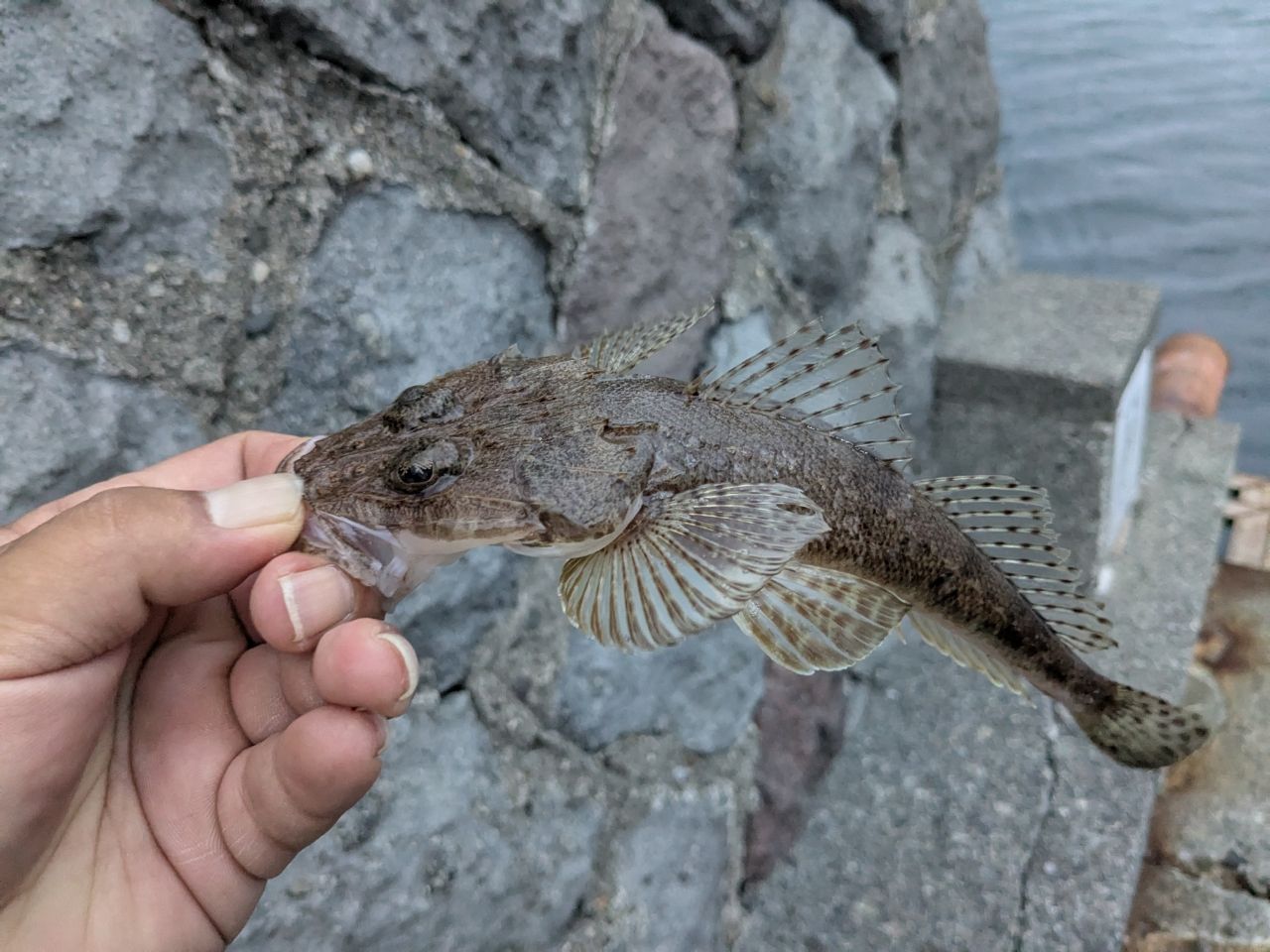 カサゴ