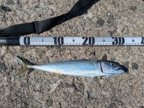 サバの釣果
