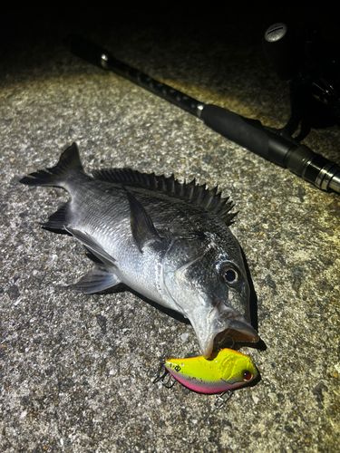 チヌの釣果