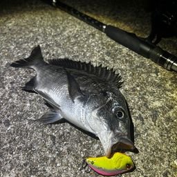 チヌ