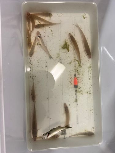 キスの釣果