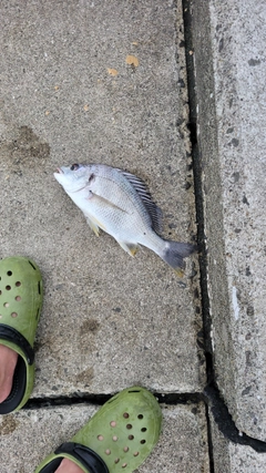 キビレの釣果