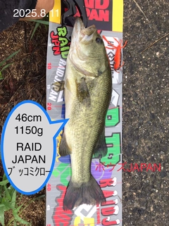 ブラックバスの釣果