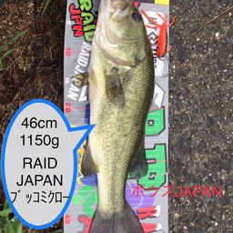 ブラックバス