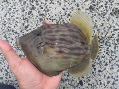 カワハギの釣果