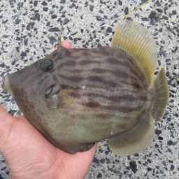 カワハギ