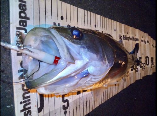 シーバスの釣果