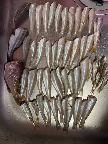 キスの釣果