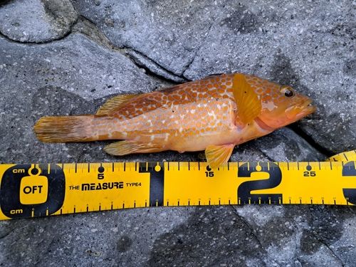 キジハタの釣果