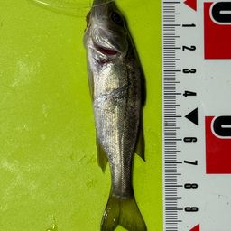 セイゴ（ヒラスズキ）