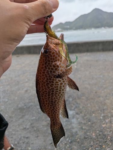 オオモンハタの釣果