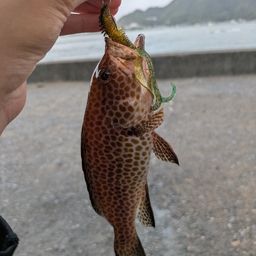 オオモンハタ