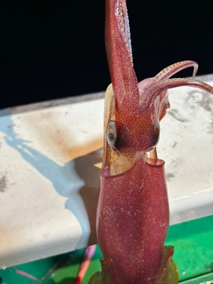 ケンサキイカの釣果