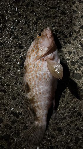 オオモンハタの釣果