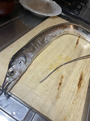 タチウオの釣果