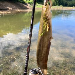 ラージマウスバス