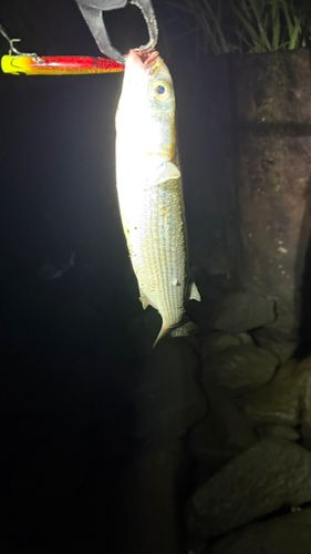 釣果