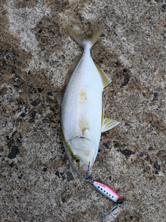 シオの釣果