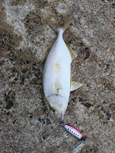 シオの釣果