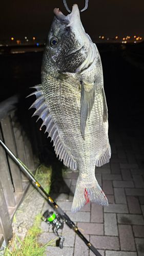 釣果