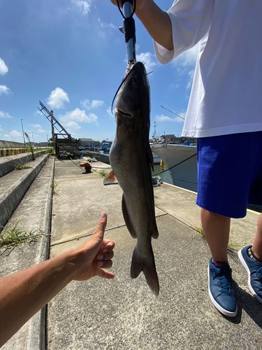 アメリカナマズの釣果