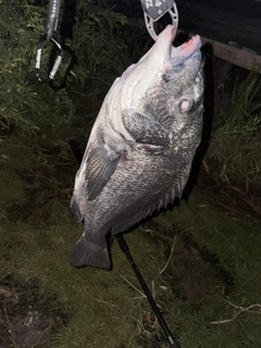 クロダイの釣果