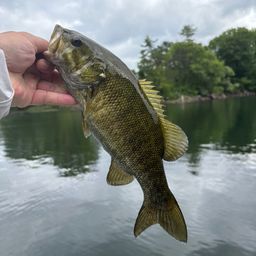 スモールマウスバス