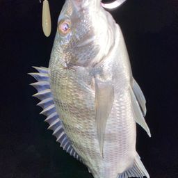 チヌ