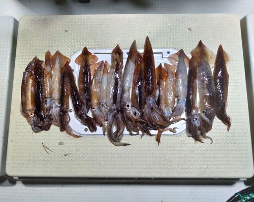イカの釣果
