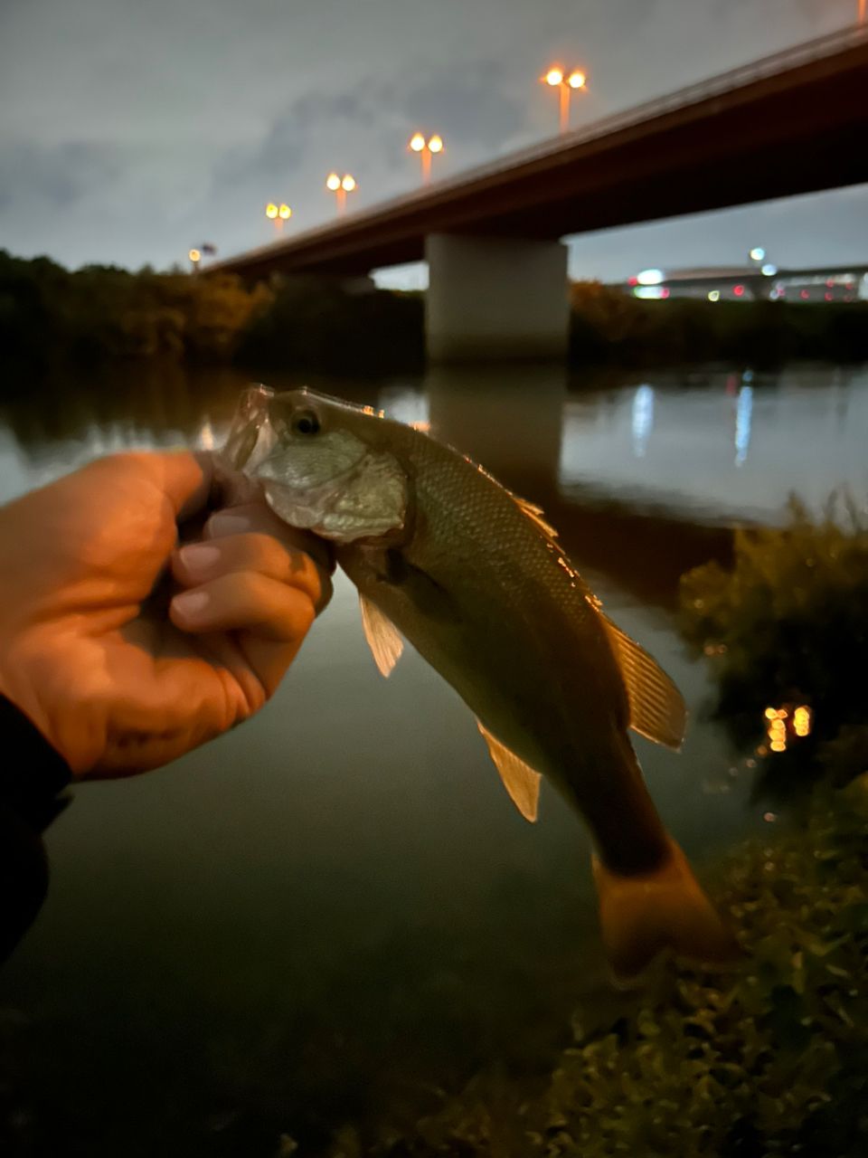 ラージマウスバス