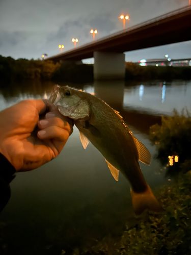 ラージマウスバスの釣果