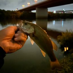 ラージマウスバス