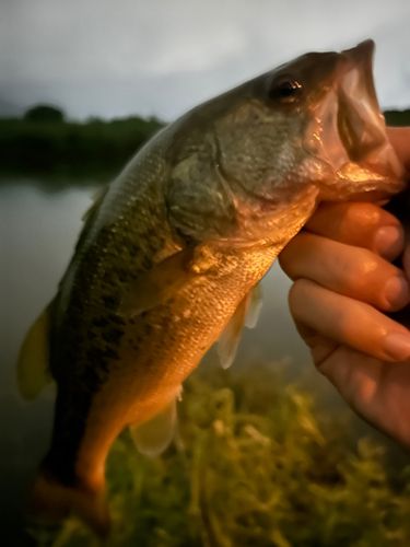 ラージマウスバスの釣果