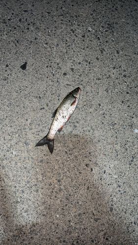ウグイの釣果