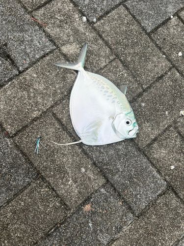ギンカガミの釣果