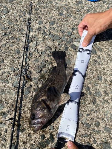 クロソイの釣果