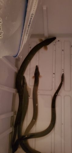 ウナギの釣果