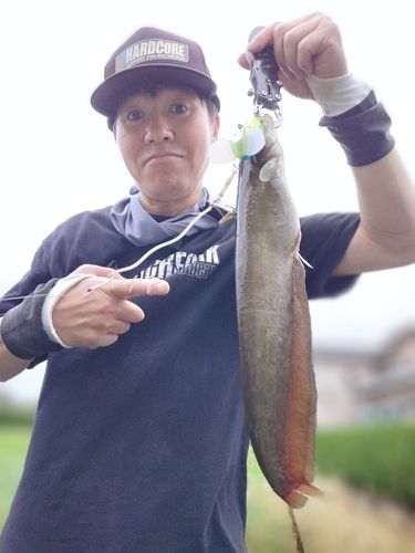 マナマズの釣果