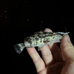 タケノコメバル