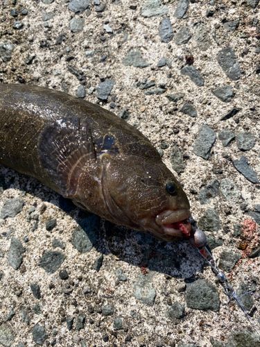 ゴマギンポの釣果