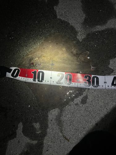ヒョウモンオトメエイの釣果
