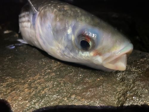 ボラの釣果