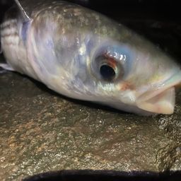 ボラ